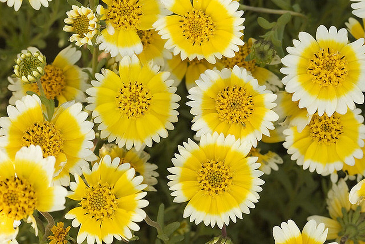 Tidy Tips (Layia Platyglossa)